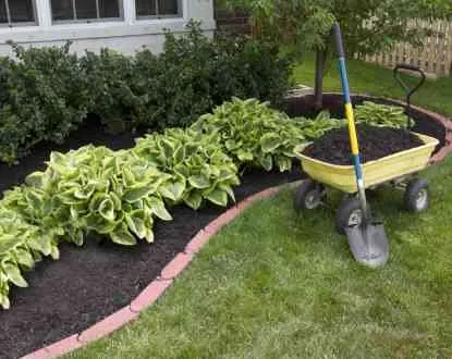 Reliable yard cleanup service for year-round maintenance in Charleston, SC by El Mexicano Landscaping