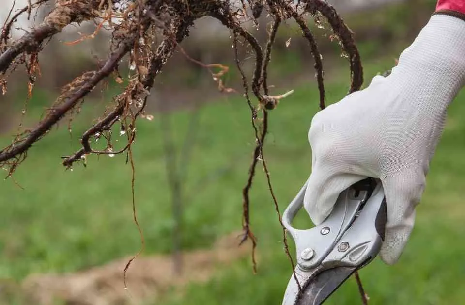 Affordable lawn mowing service in Charleston, SC by El Mexicano Landscaping