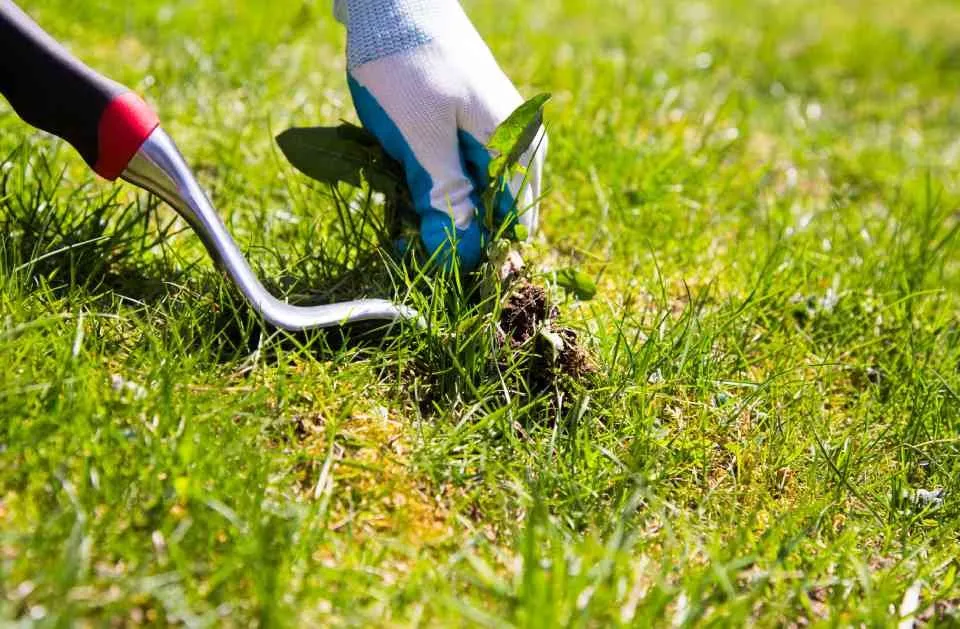 Reliable lawn care service for homes in Charleston, SC by El Mexicano Landscaping