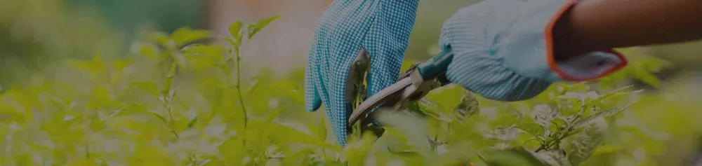 Reliable yard maintenance experts serving Charleston, SC - El Mexicano Landscaping