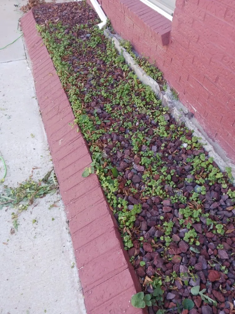 Affordable lawn mowing service in El Paso, TX - El Paso Landscaping