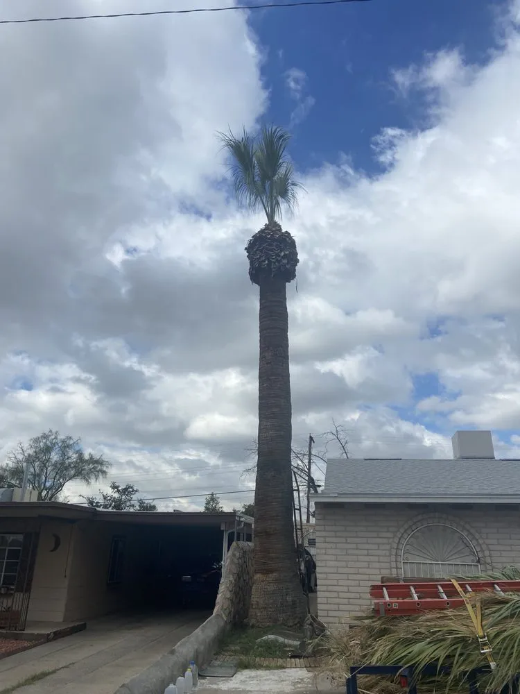 Local landscape installation for beautiful yards across El Paso, TX - El Paso Tree And Lawn Pros