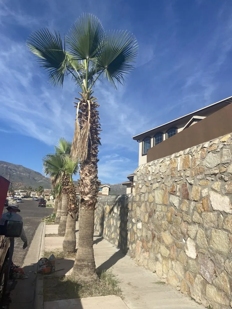 Reliable yard cleanup service for beautiful yards across El Paso, TX - El Paso Tree And Lawn Pros