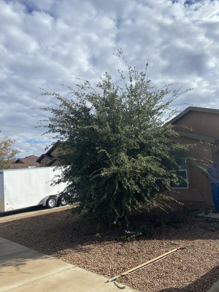 Custom outdoor landscaping in El Paso, TX - El Paso Tree And Lawn Pros