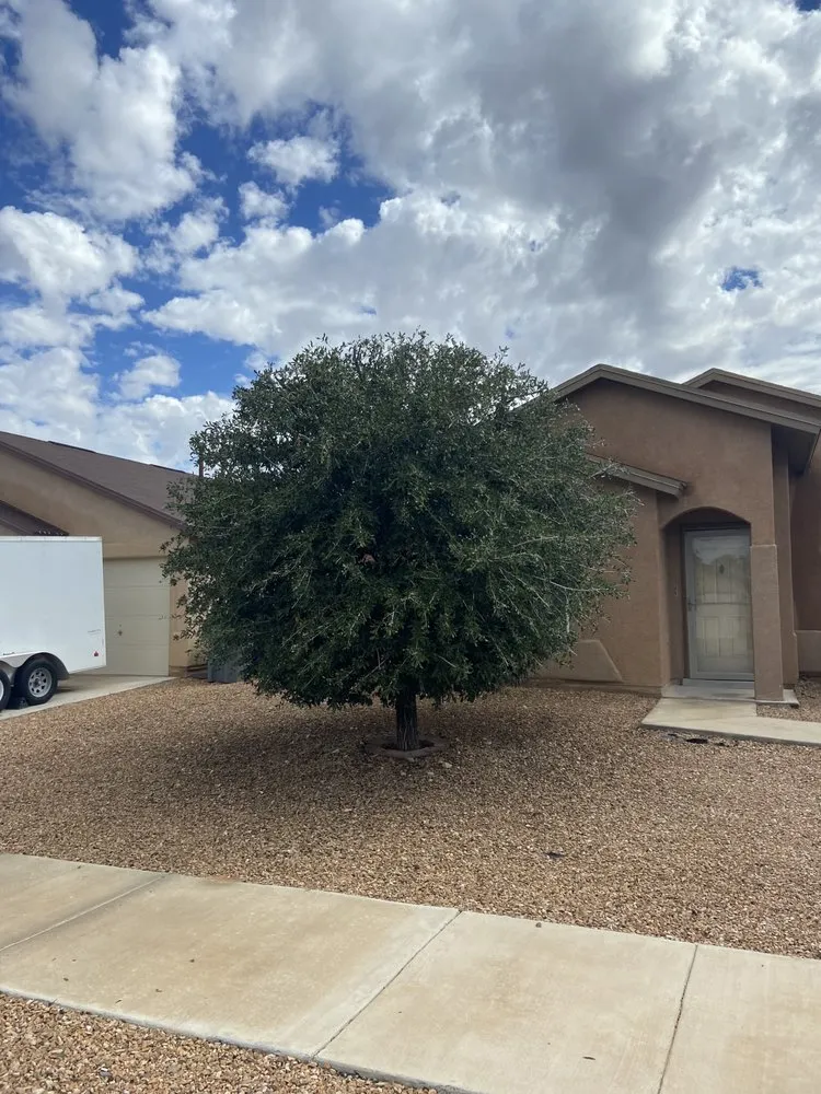 Trusted lawn care service near you across El Paso, TX - El Paso Tree And Lawn Pros