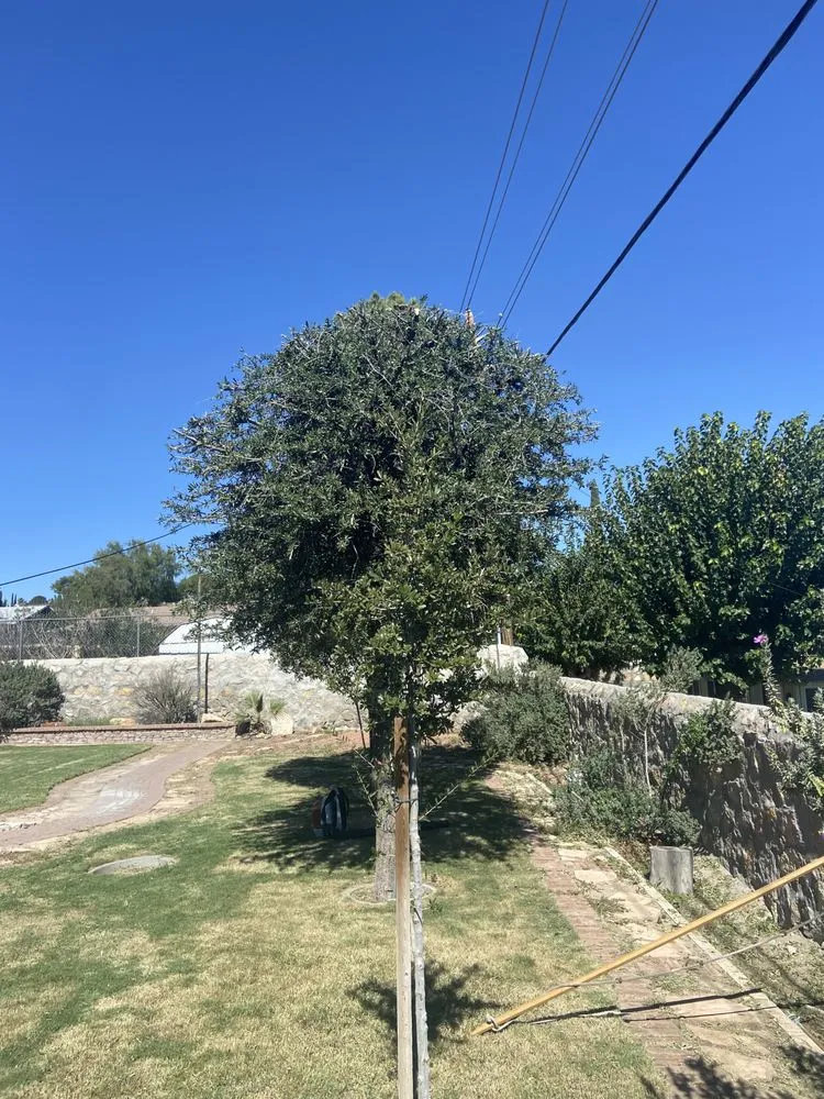 Professional landscape design in El Paso, TX - El Paso Tree And Lawn Pros