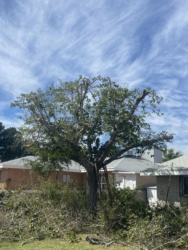 Local lawn care service experts serving El Paso, TX - El Paso Tree And Lawn Pros