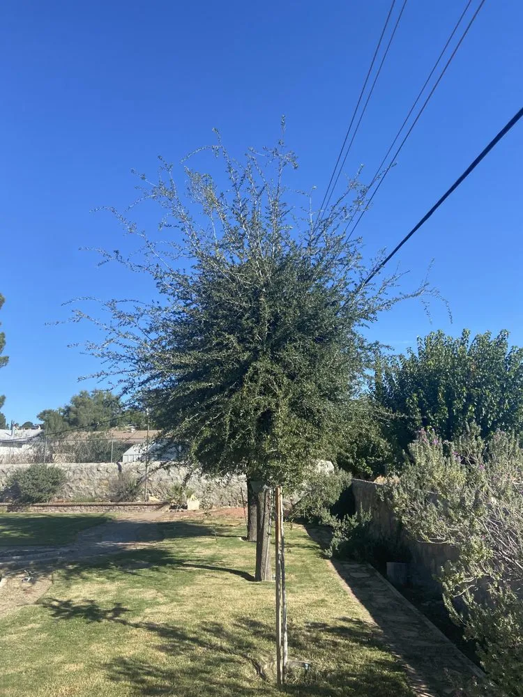 Professional garden landscaping in El Paso, TX - El Paso Tree And Lawn Pros