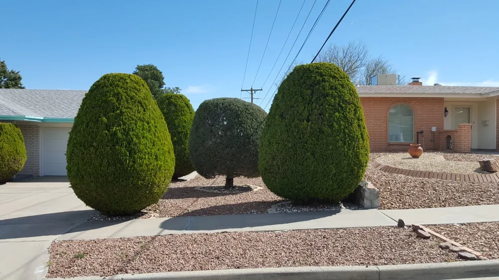 Reliable yard maintenance in El Paso, TX - El Paso Tree And Lawn Pros