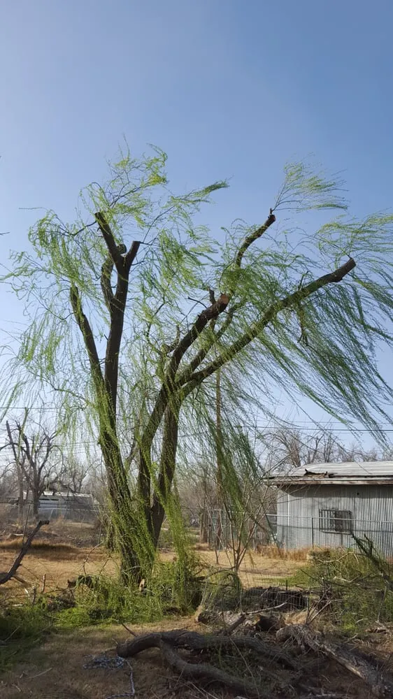 Reliable lawn care service in El Paso, TX - El Paso Tree And Lawn Pros