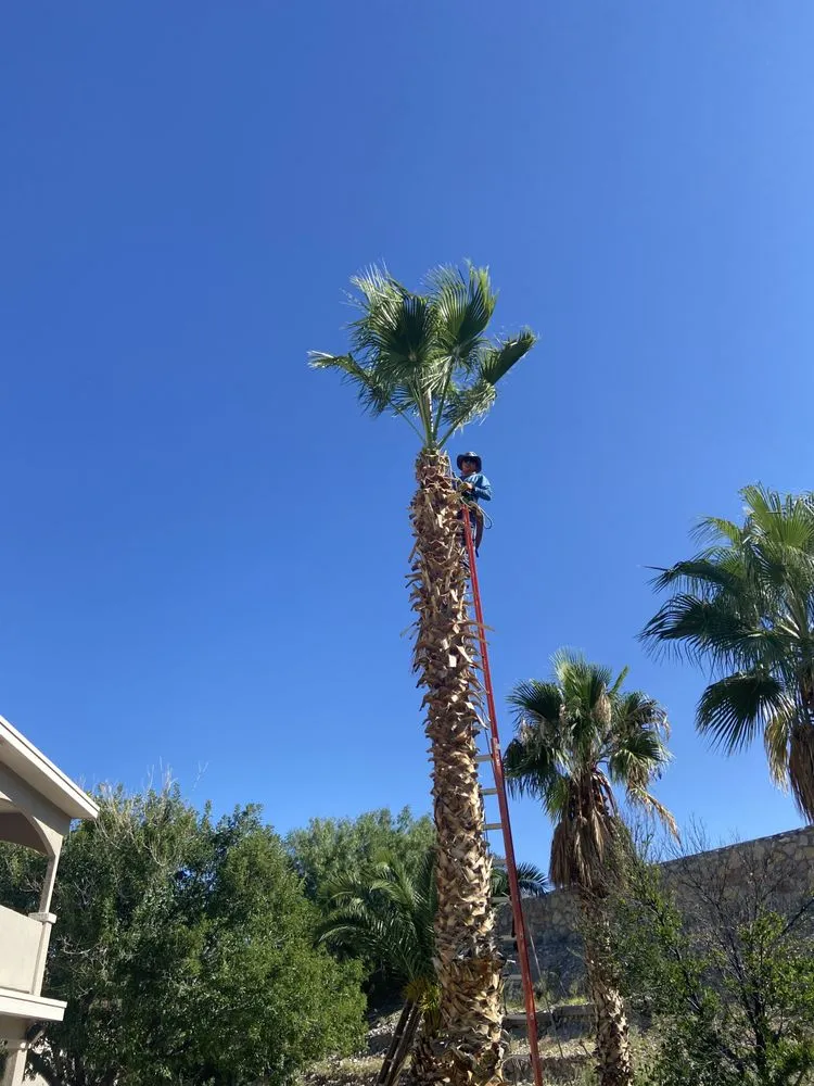 Expert yard maintenance for year-round maintenance across El Paso, TX - El Paso Tree And Lawn Pros