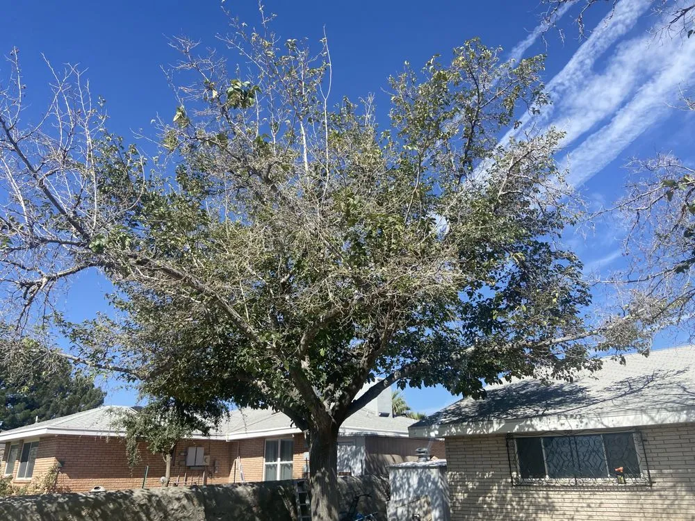 Reliable yard maintenance for beautiful yards across El Paso, TX - El Paso Tree And Lawn Pros