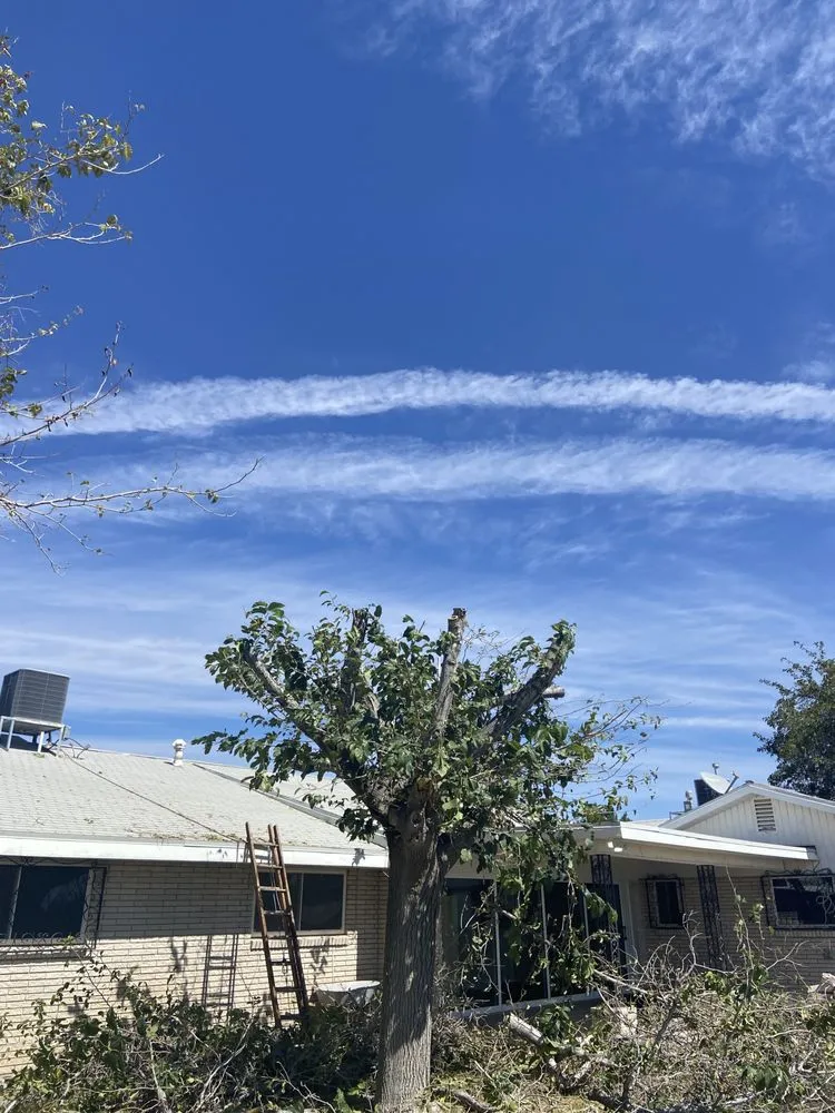 Top-rated outdoor landscaping for outdoor upgrades in El Paso, TX by El Paso Tree And Lawn Pros