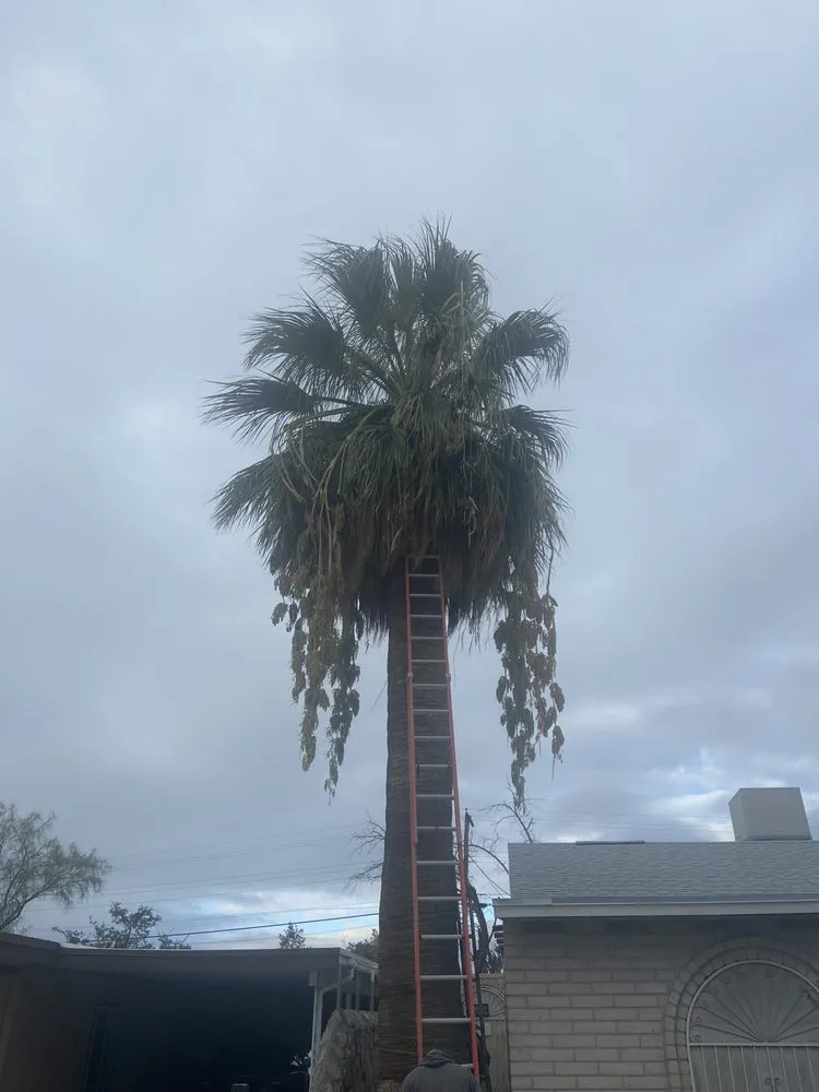 Affordable yard cleanup service in El Paso, TX by El Paso Tree And Lawn Pros