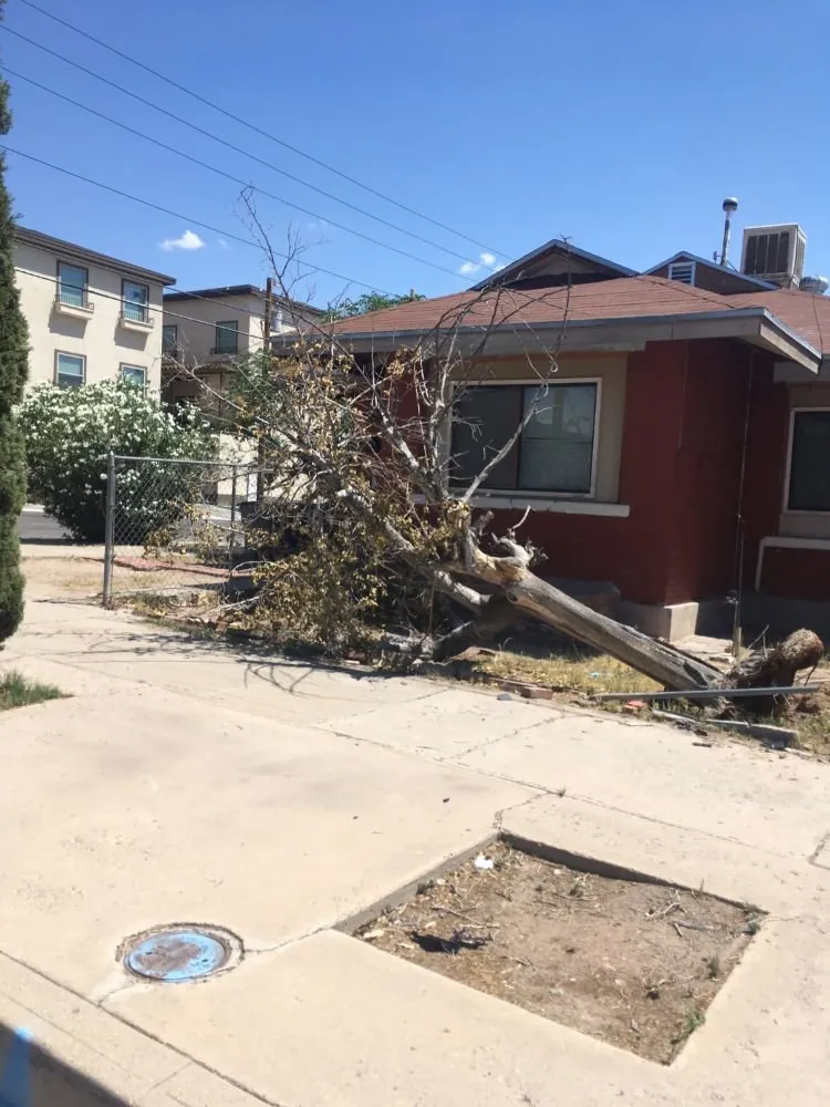 Local lawn care service in El Paso, TX by El Paso Tree Removal