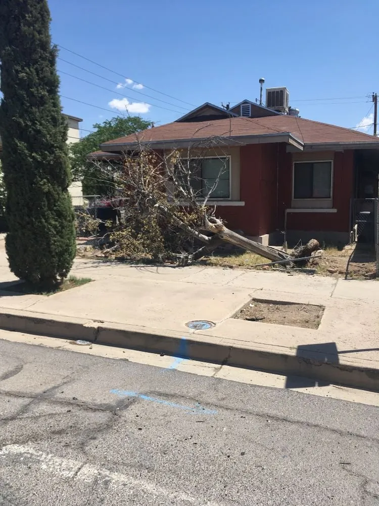 Professional yard cleanup service for residential properties in El Paso, TX by El Paso Tree Removal