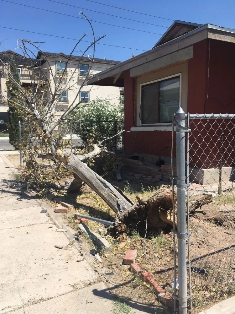 Reliable yard maintenance in El Paso, TX by El Paso Tree Removal