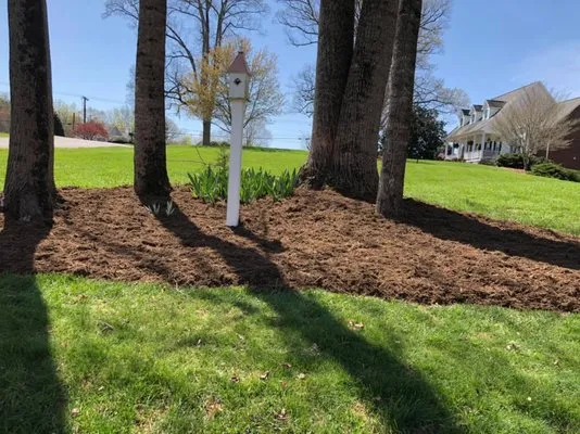 El Perico Tree Service and Lawn Care