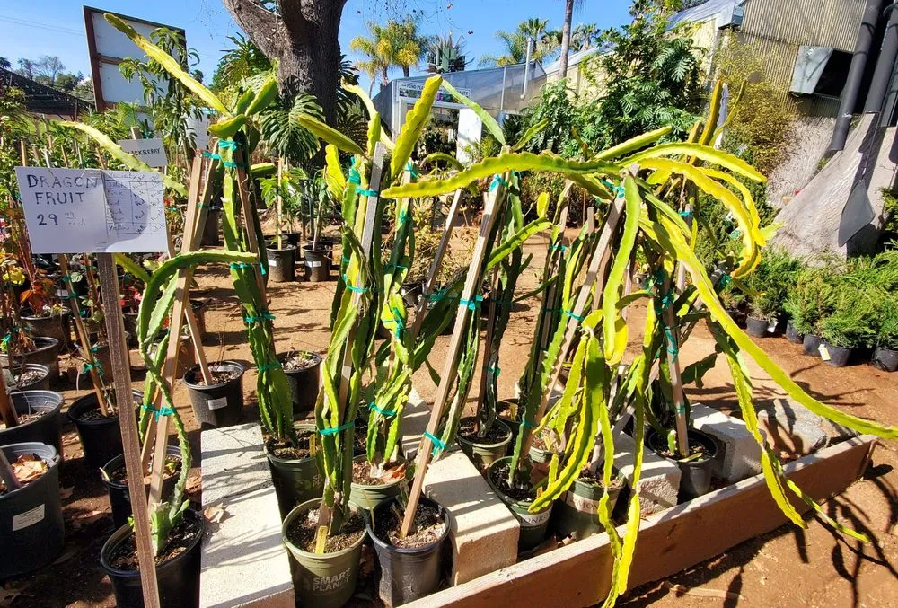 Professional lawn care service for homes across Escondido, CA - El Plantio Nursery & Landscaping