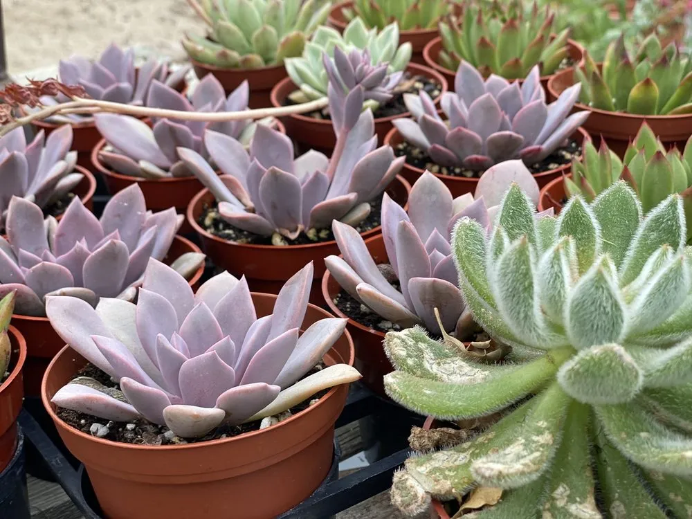 Custom garden landscaping in Escondido, CA by El Plantio Nursery & Landscaping