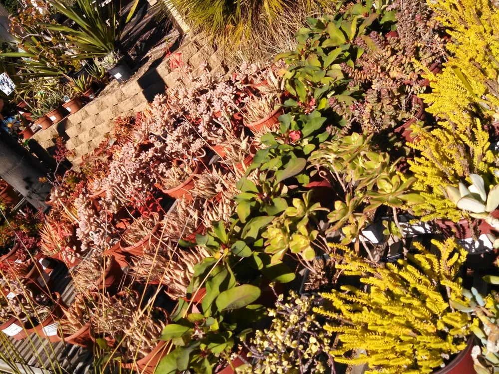 Local landscape installation in Escondido, CA - El Plantio Nursery & Landscaping