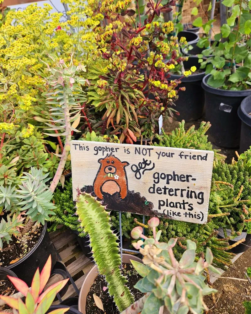 Professional yard cleanup service in Escondido, CA by El Plantio Nursery & Landscaping