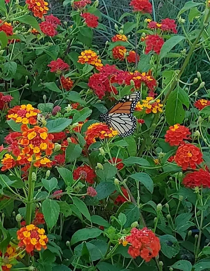 Trusted landscape installation in Escondido, CA by El Plantio Nursery & Landscaping