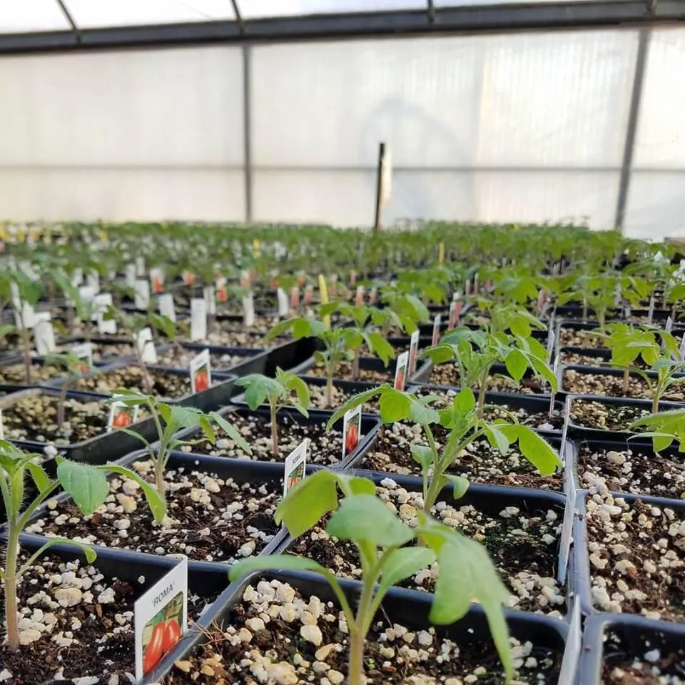 Top-rated garden landscaping experts serving Escondido, CA - El Plantio Nursery & Landscaping