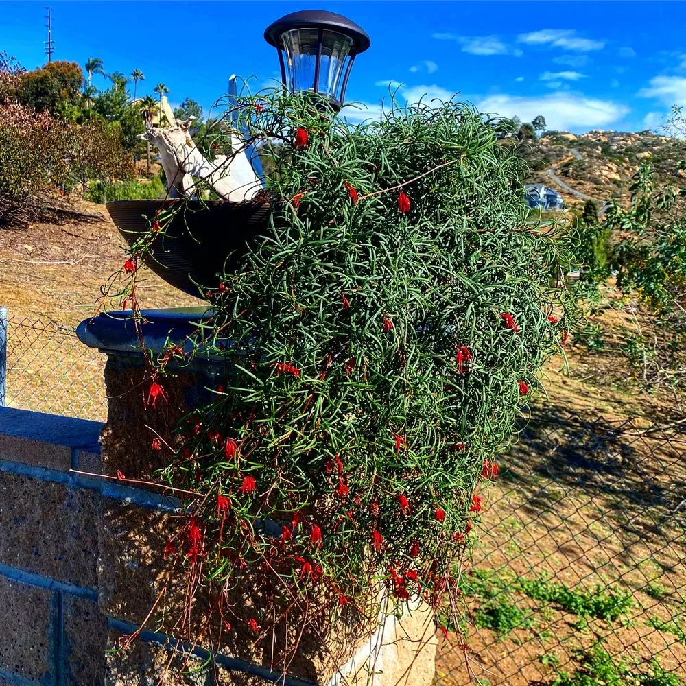 Local landscape installation near you across Escondido, CA - El Plantio Nursery & Landscaping