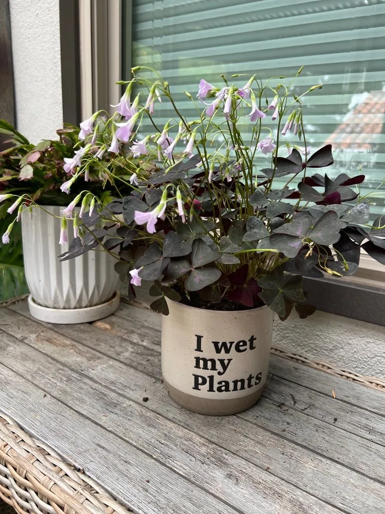 Reliable yard cleanup service in Escondido, CA - El Plantio Nursery & Landscaping