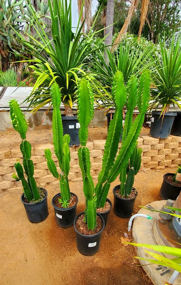 Affordable garden landscaping in Escondido, CA - El Plantio Nursery & Landscaping