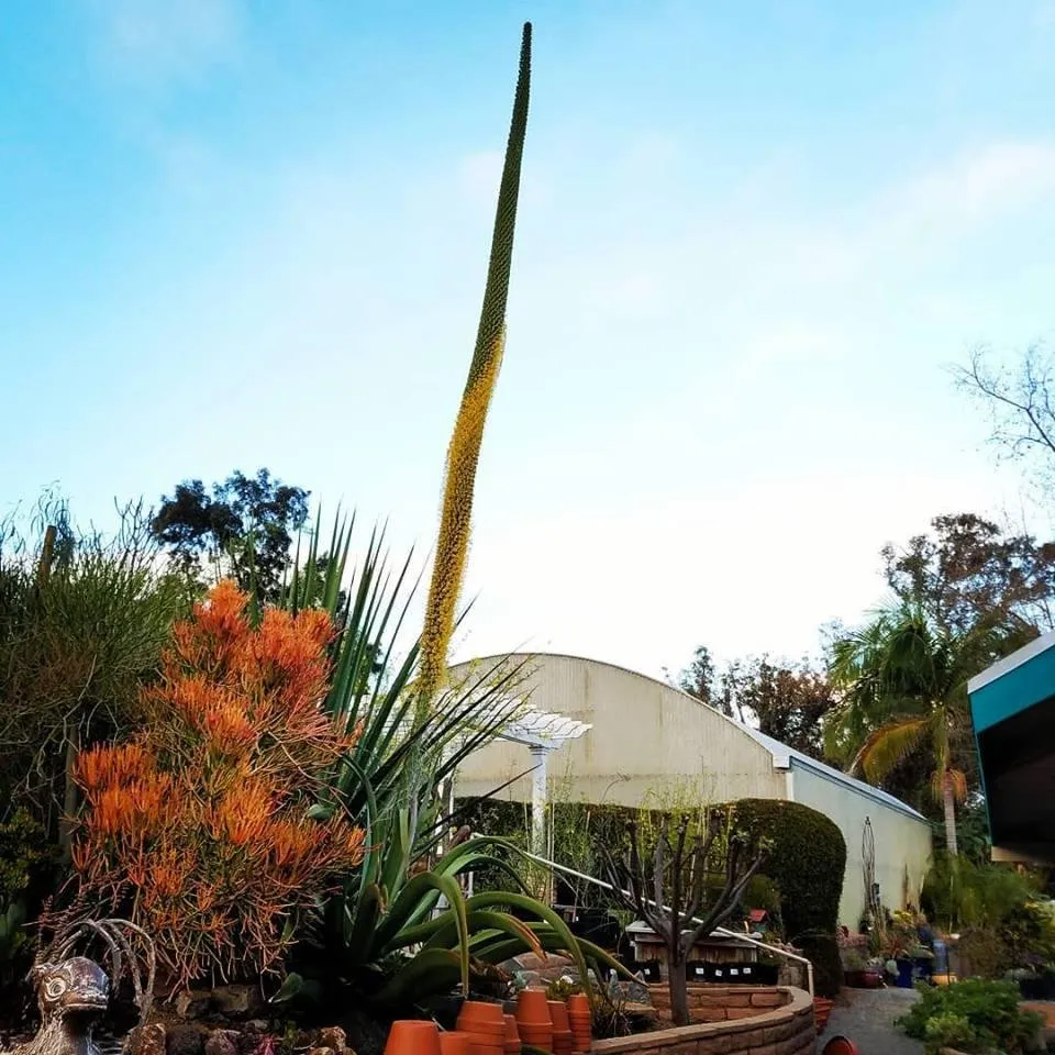Custom landscaping services near you across Escondido, CA - El Plantio Nursery & Landscaping
