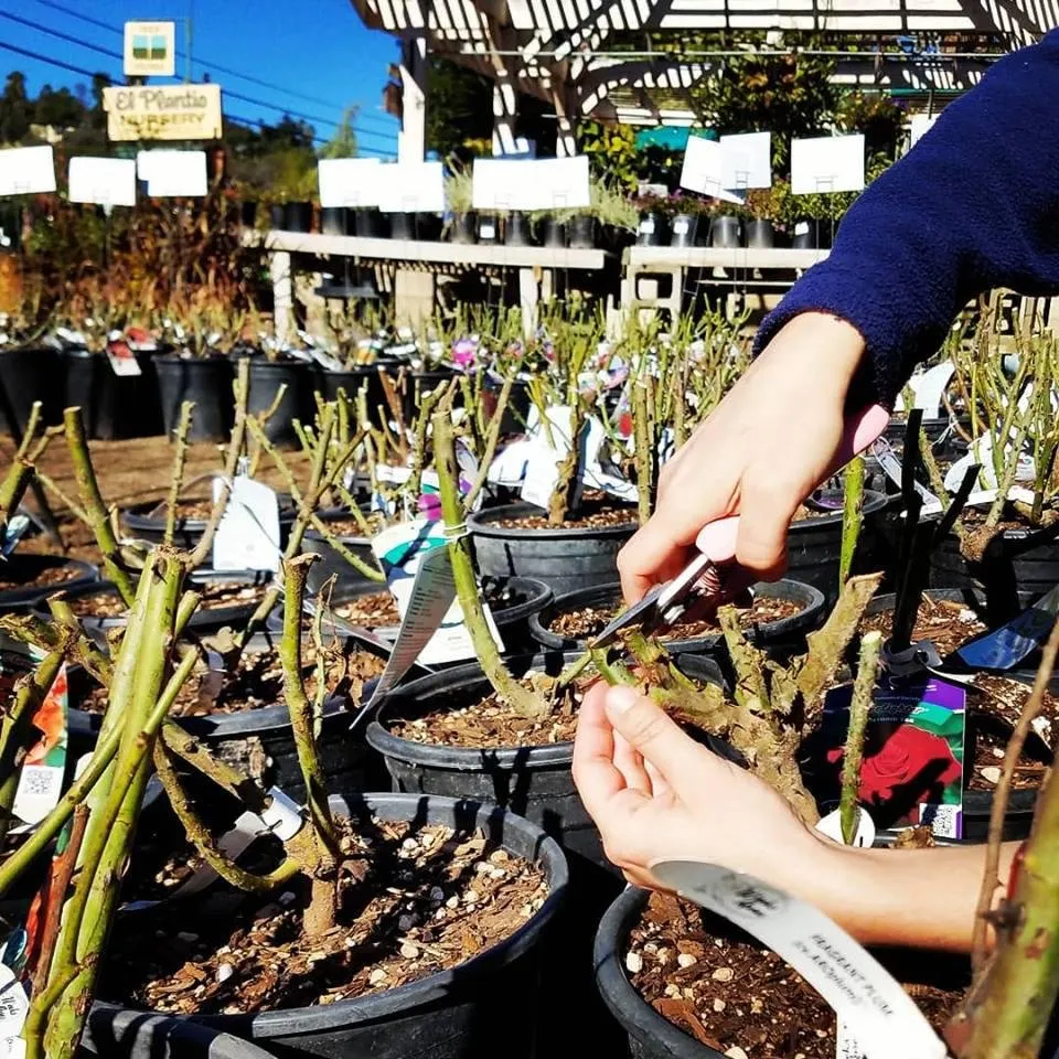 Reliable residential landscaping for outdoor upgrades in Escondido, CA by El Plantio Nursery & Landscaping