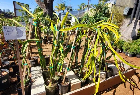 El Plantio Nursery & Landscaping Logo