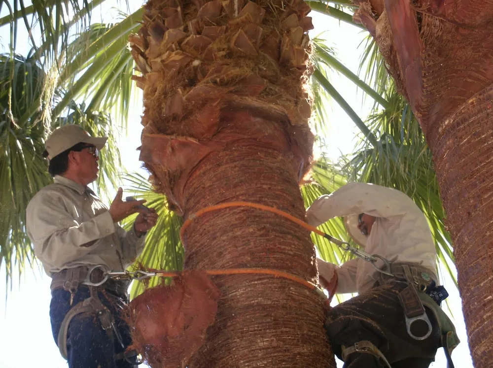 Expert lawn mowing service experts serving Las Vegas, NV - El Rancherito Lawn Maintenance