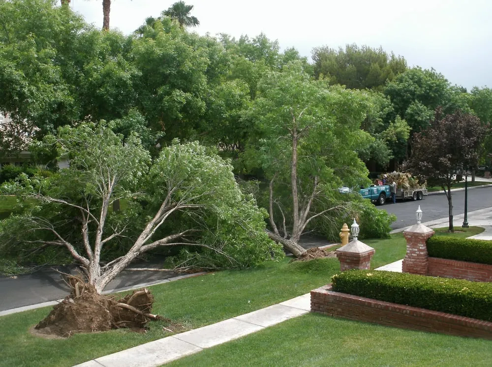 Expert residential landscaping for beautiful yards across Las Vegas, NV - El Rancherito Lawn Maintenance