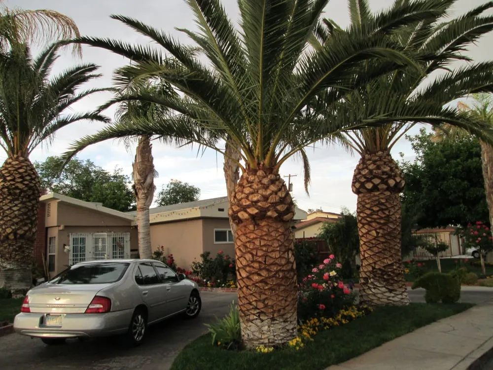 Trusted yard cleanup service experts serving Las Vegas, NV - El Rancherito Lawn Maintenance
