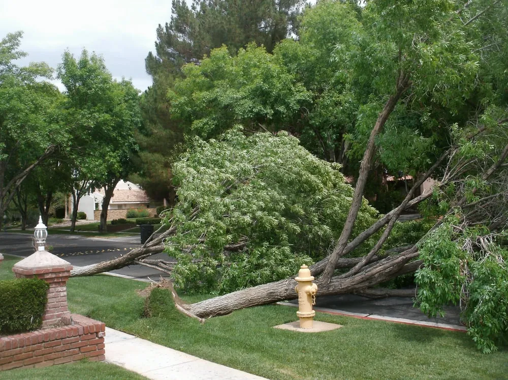 Local residential landscaping in Las Vegas, NV - El Rancherito Lawn Maintenance