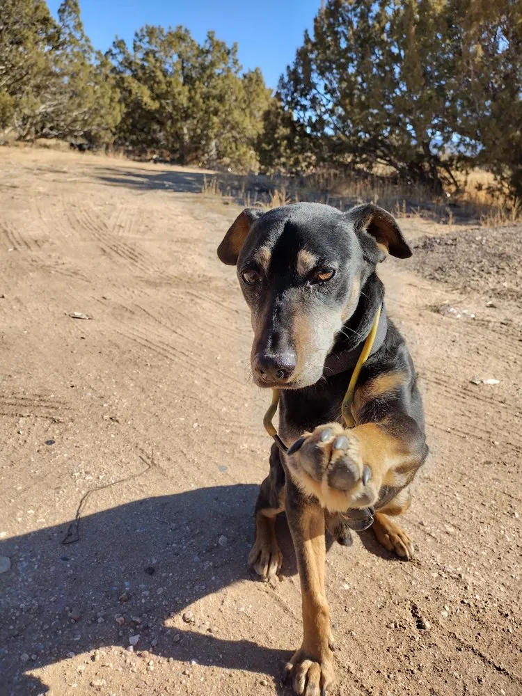 Expert outdoor landscaping experts serving Santa Fe, NM - El Retiro Landscaping