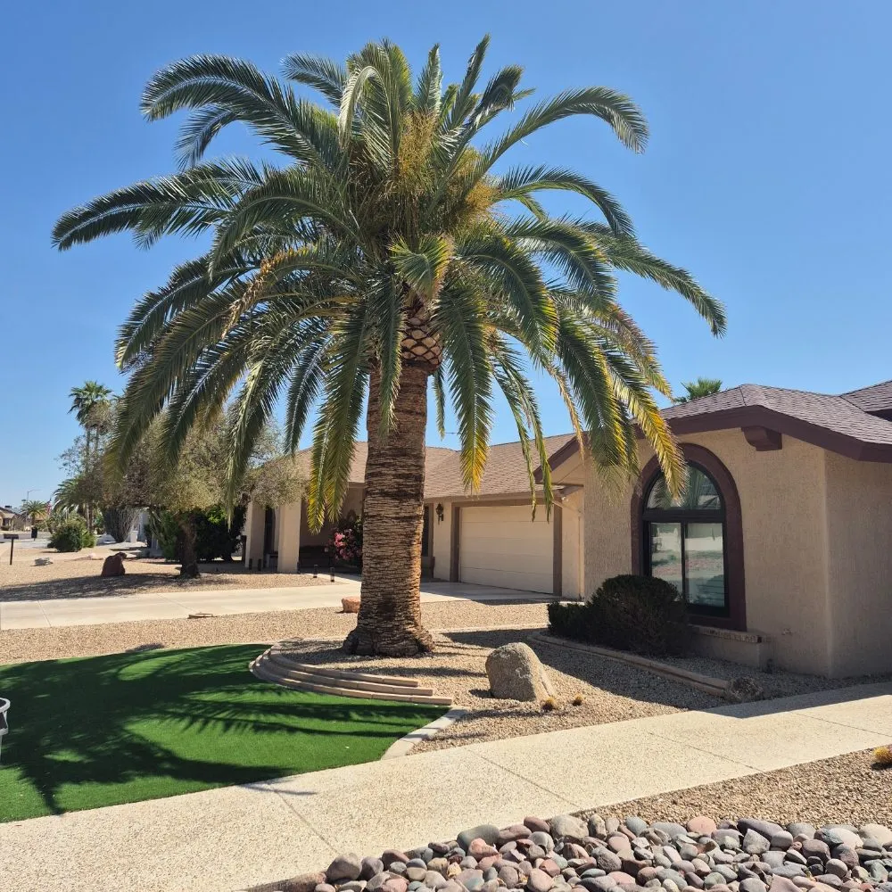 Reliable residential landscaping for beautiful yards in El Mirage, AZ by El Rincon Gardening
