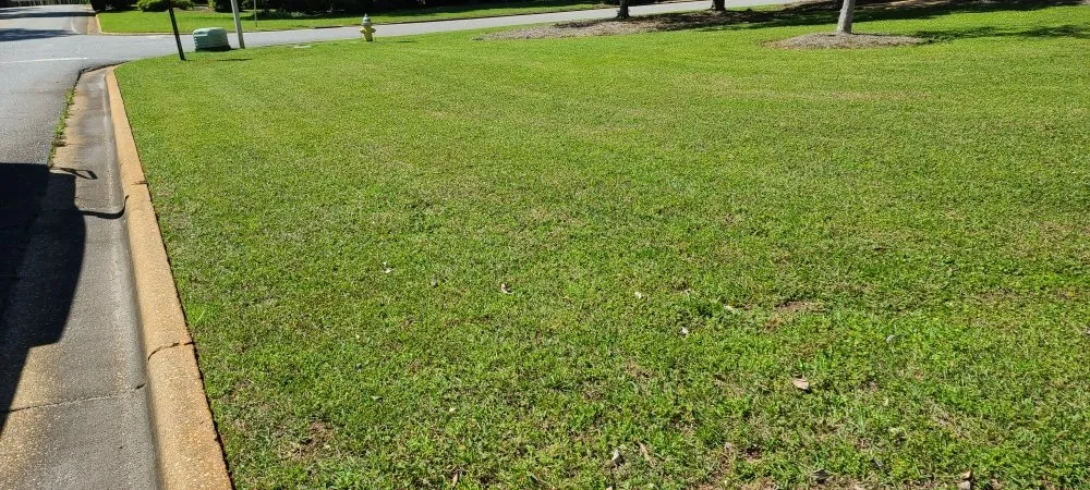 Custom yard cleanup service near you across Albany, GA - El Ruizeñor