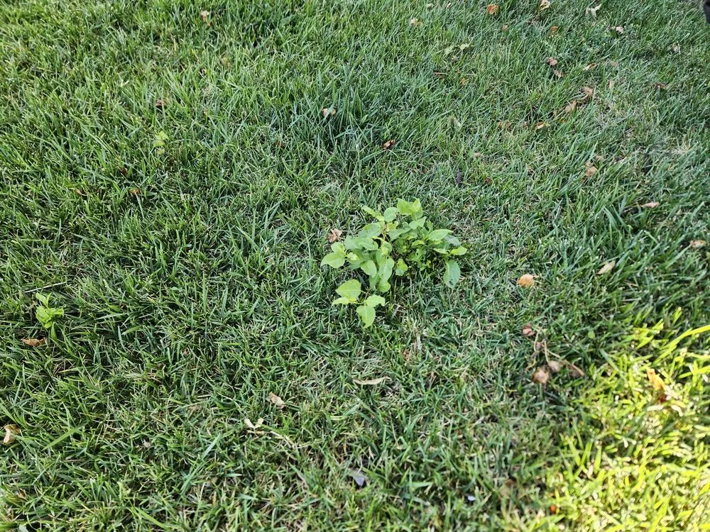 Top-rated landscaping services near you across Dublin, CA - E.L. Services