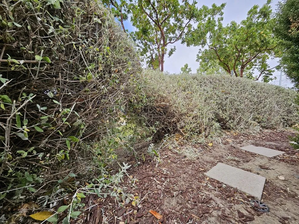 Local garden landscaping experts serving Dublin, CA - E.L. Services