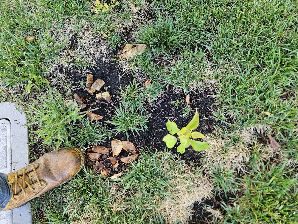 Professional yard cleanup service in Dublin, CA by E.L. Services