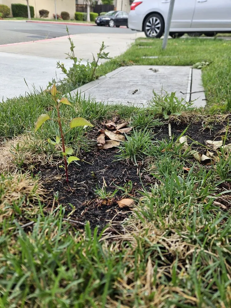 Affordable lawn care service in Dublin, CA by E.L. Services