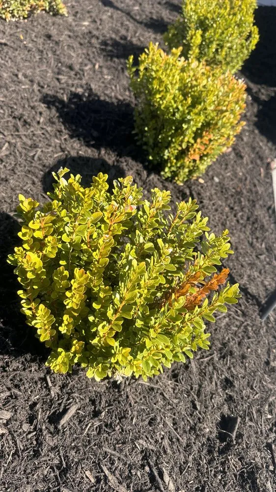 Affordable lawn care service in Richmond, VA - El Tapatio Landscaping