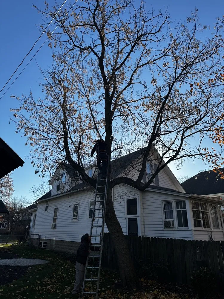 Affordable yard maintenance in Chicago, IL - El Tecomate Landscaping