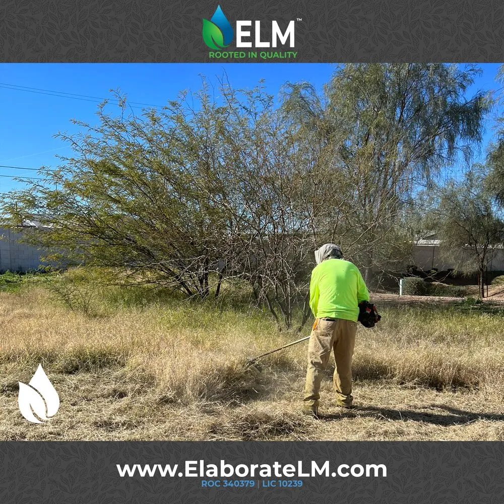 Affordable landscaping services in Queen Creek, AZ by Elaborate Landscape Management