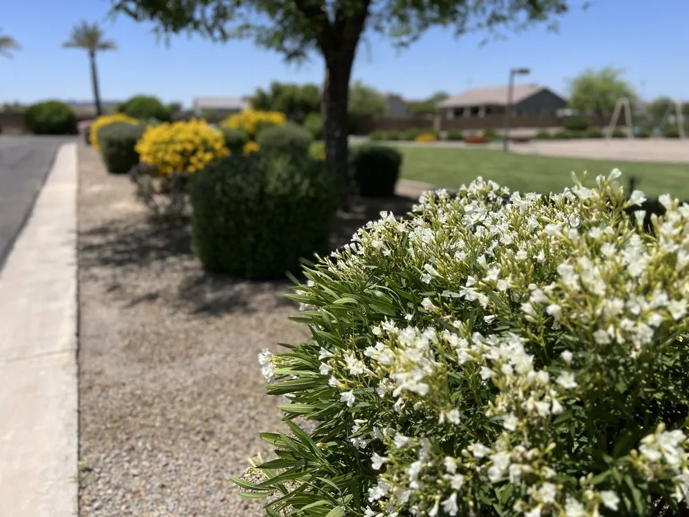 Reliable landscape design for residential properties across Queen Creek, AZ - Elaborate Landscape Management