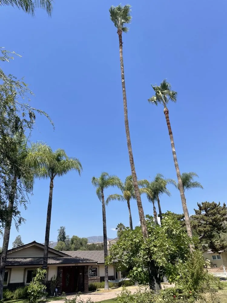 Affordable yard cleanup service for year-round maintenance across Azusa, CA - Elacio’s Landscape